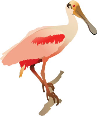Spoonbill Svg - Roseate Spoonbill Png (334x400)