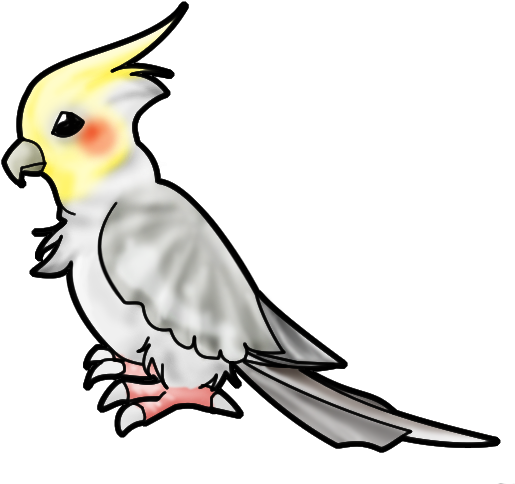 Drawn Parakeet Cocktail - Cockatiel Bird Drawing (625x510)