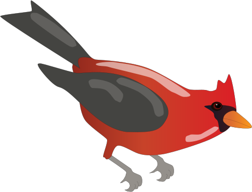 Cardinalis Cardinalis - Northern Cardinal (501x382)