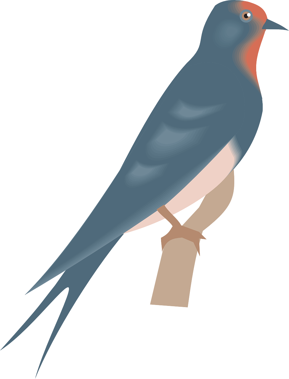 How To Draw A Bird - Swallow (976x1280)