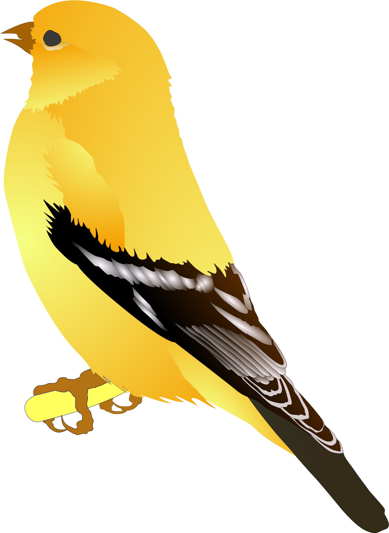 Finch Clip Art Clipart Panda - Custom Yellow Bird Shower Curtain (1751x2400)