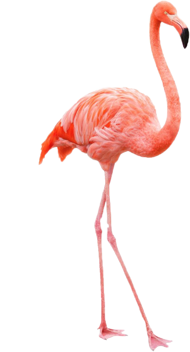 Drawing Flamingo Royalty-free Painting - Drawing Flamingo Royalty-free Painting (802x1300)