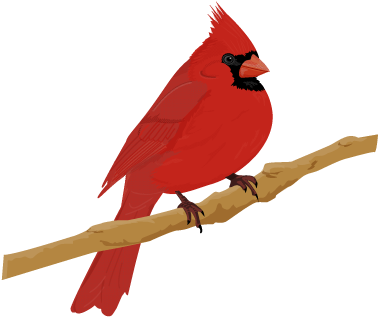 Cardinal Bird - > - Northern Cardinal (600x520)