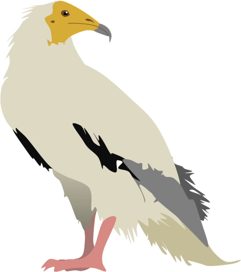 Egyptian Vulture By Adamzt2 On Deviantart - Egyptian Vulture Png (842x949)