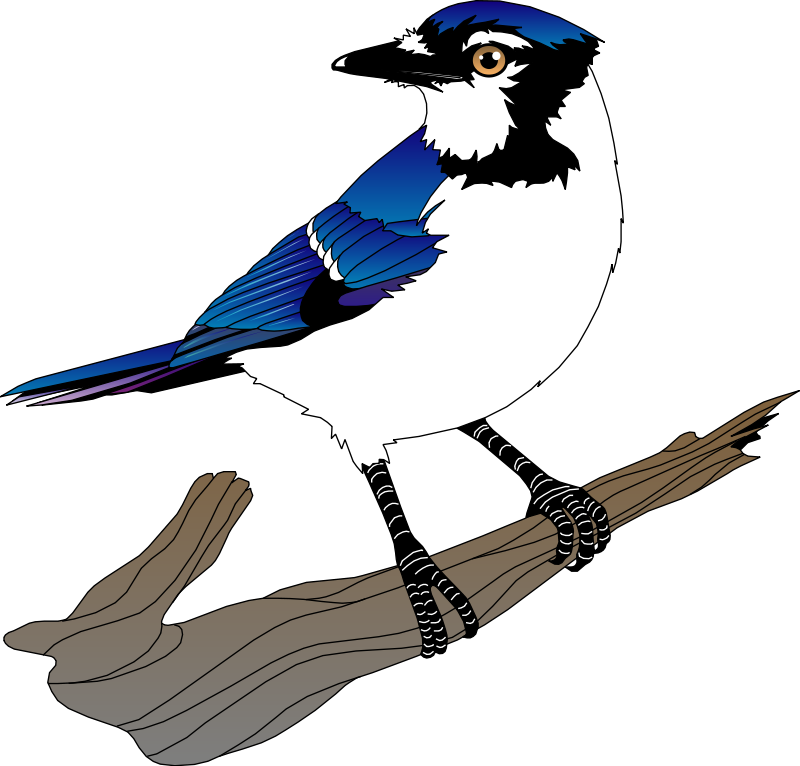 Bird 10 Free Vector - Blue Jay Bird Clip Art (800x766)