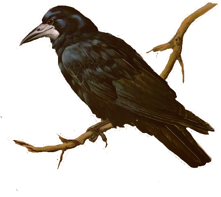 Glenda's World - Rook (437x414)