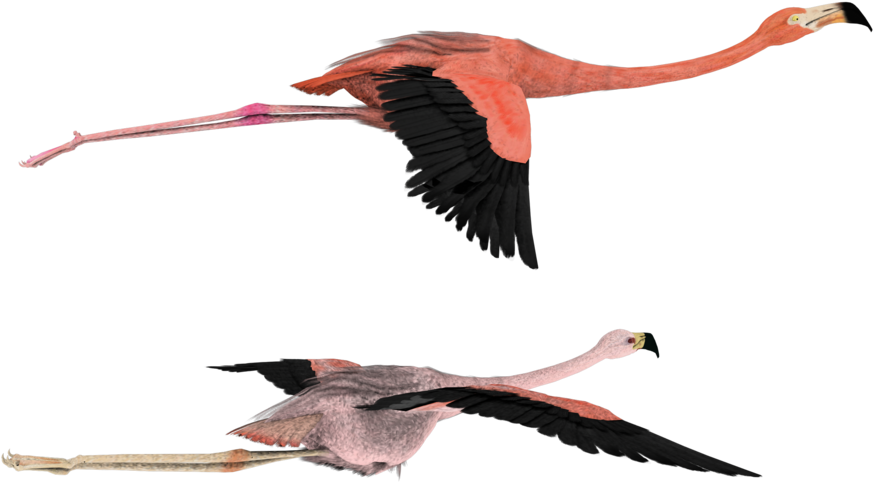 Draw - Flamingo Flying Drawing (900x720)