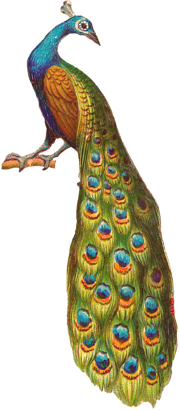 A Free Image Blog Offering Royalty-free, Printable - A Free Image Blog Offering Royalty-free, Printable (1067x1600)