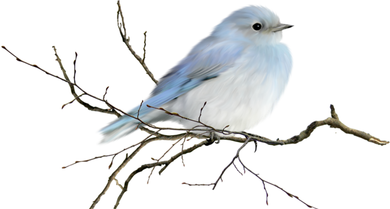 Les Oiseaux Et Cages, Vos Participations - Tea (800x420)