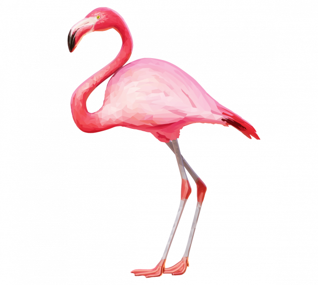 Flamingo Png Nice Coloring Pages For Kids - Flamingo Png (650x584)