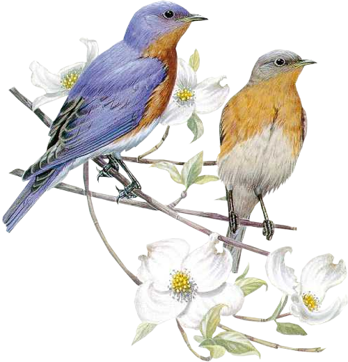 Myst~2murrellbutler Bluebirds Large - You Are Welcome Anytime (500x520)