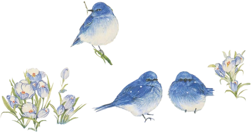 Noel 009 Dedinelle Noel Animaux 046 Dedinelle Noel - Mountain Bluebird (800x422)
