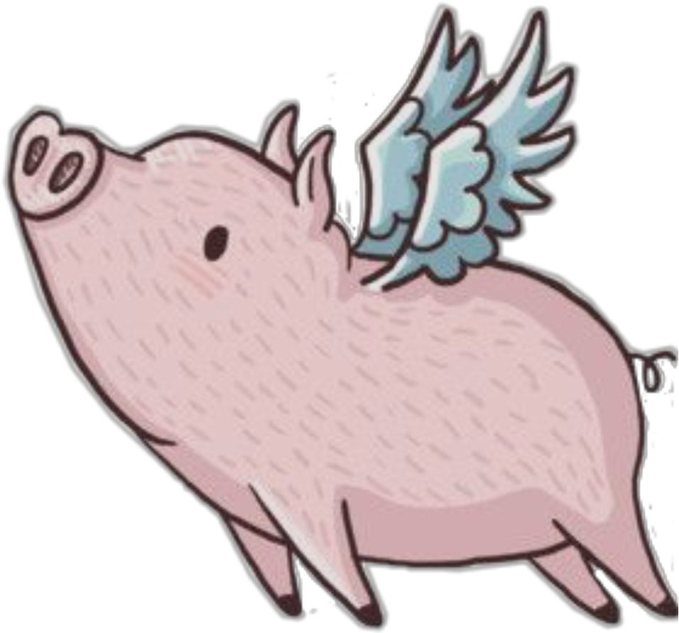 Domestic Pig (1024x1024)