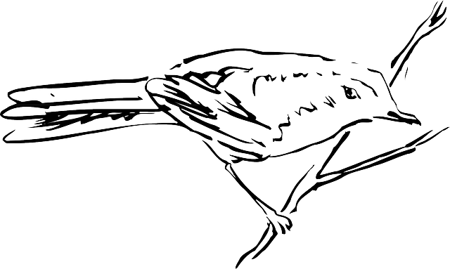 Feathers Drawing, Bird, Branch, Standing, Animal, Feathers - Line Art (640x383)