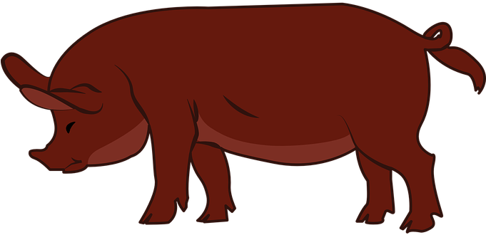 Pig, Livestock, Animal, Hoofed, Farm - Drawings Of Duroc Pig (680x340)