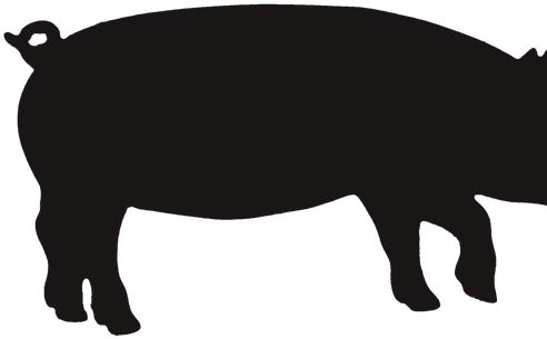 Pig - Bacon (500x500)