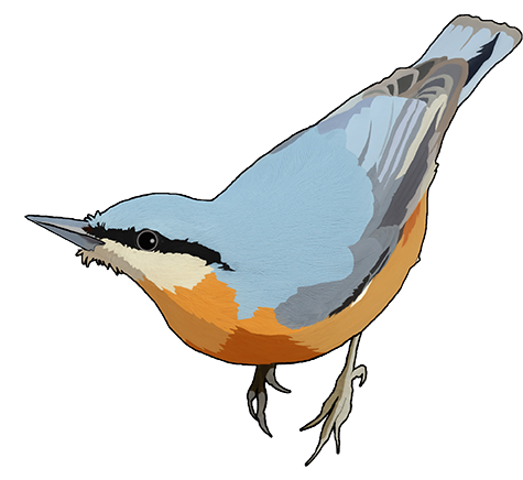 Seed Mix - Nuthatch (519x435)