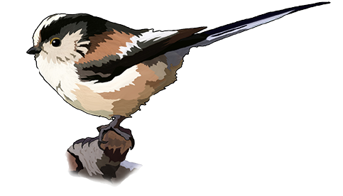 Suet Balls, Pellets And Blocks - Long Tailed Tit Transparent (482x315)