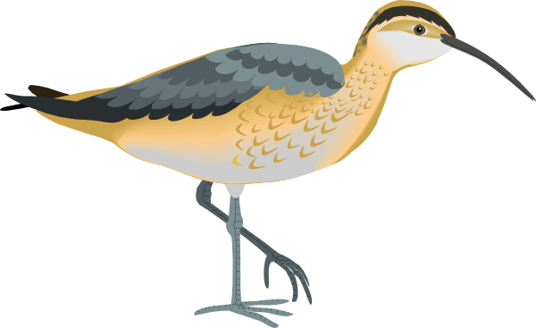 Bird Worm Eater Clip Art At Clker - Duck (600x367)
