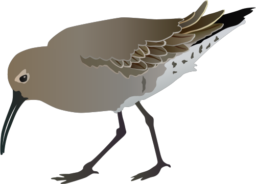 Sandpiper Svg - Limpkin (501x361)