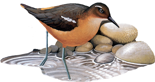 Bd-86 - Tahiti Sandpiper (540x305)