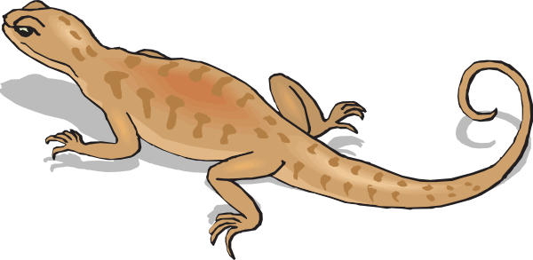 Salamander Clipart Reptile - Kangaroo Conservation Center (600x293)