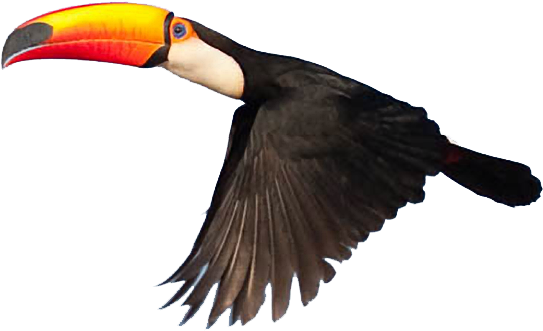 Red-tailed Hawk Clipart Transparent - Real Toucan Png (564x340)