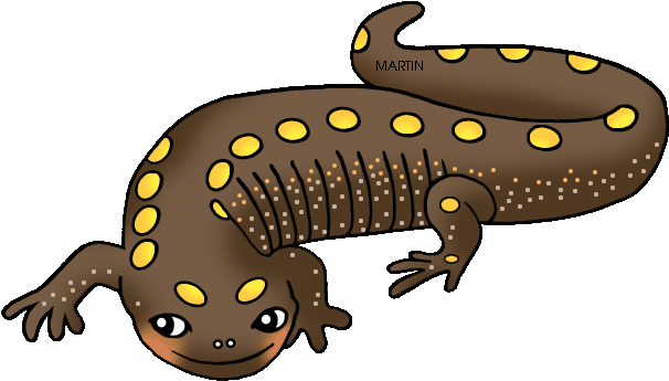 Salamander Clipart Amphibian - Clipart Salamander (648x408)