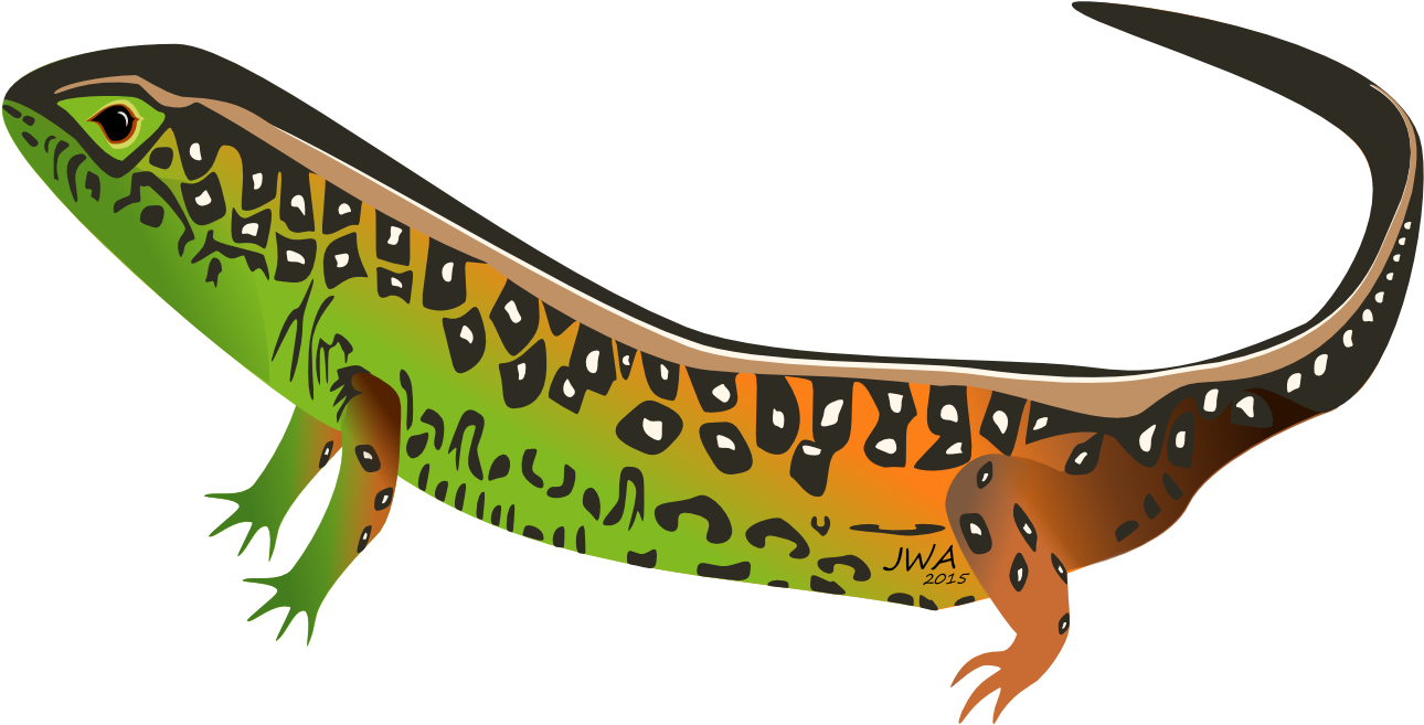 Sand Lizard Clipart - Cartoon Images Of Amphibians (1400x700)