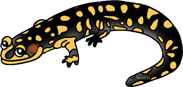 Salamander Clipart Amphibian - Salamander Clipart (648x321)
