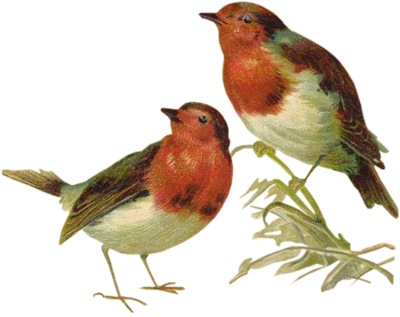 For Most Beautiful Birds Name In The World New Cool - For Most Beautiful Birds Name In The World New Cool (400x317)