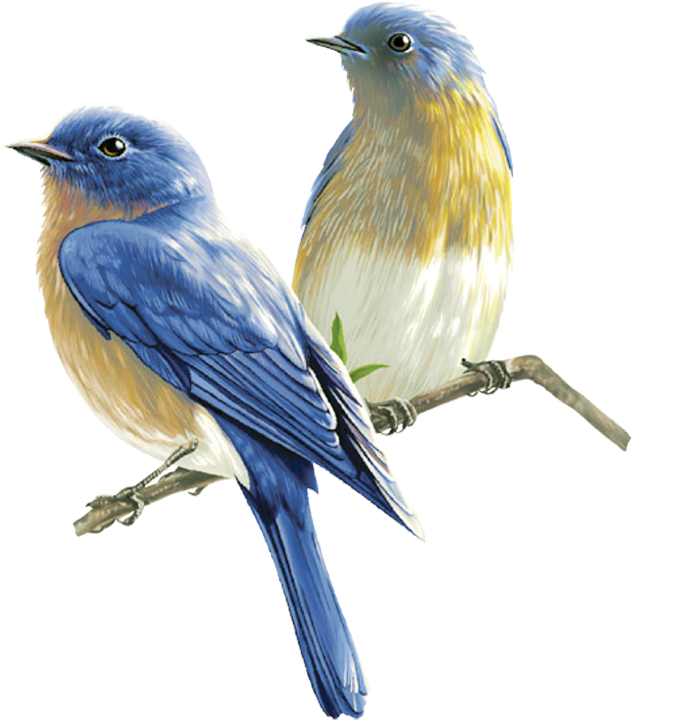 Passaro Png - Pesquisa Google - Song Bird Transparent (1592x1600)