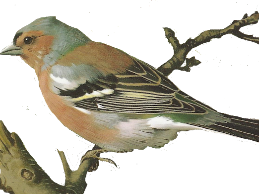 Beautiful Birds - Interior Design (522x390)