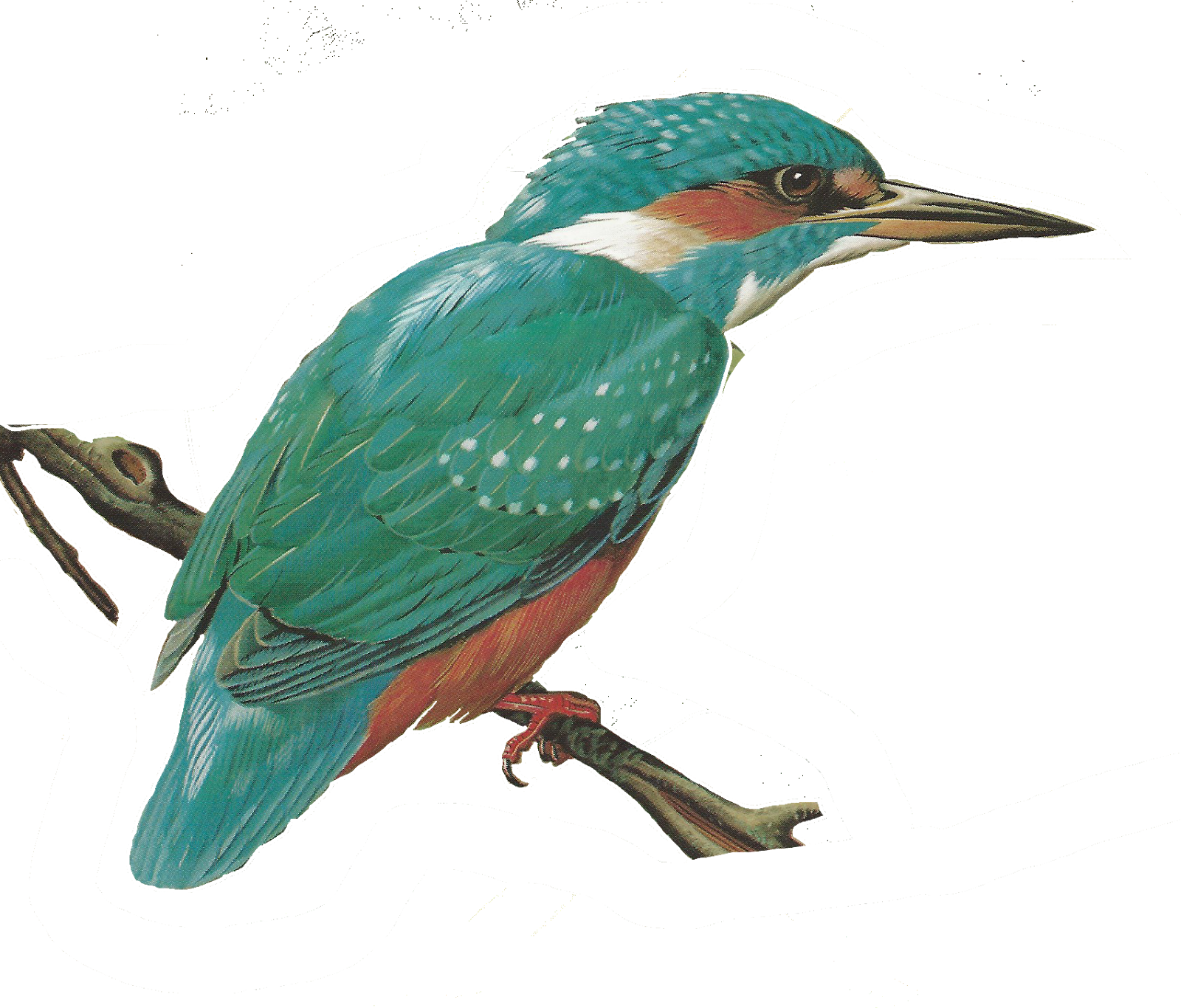 Free Images Of Birds - Common Kingfisher (1600x1366)