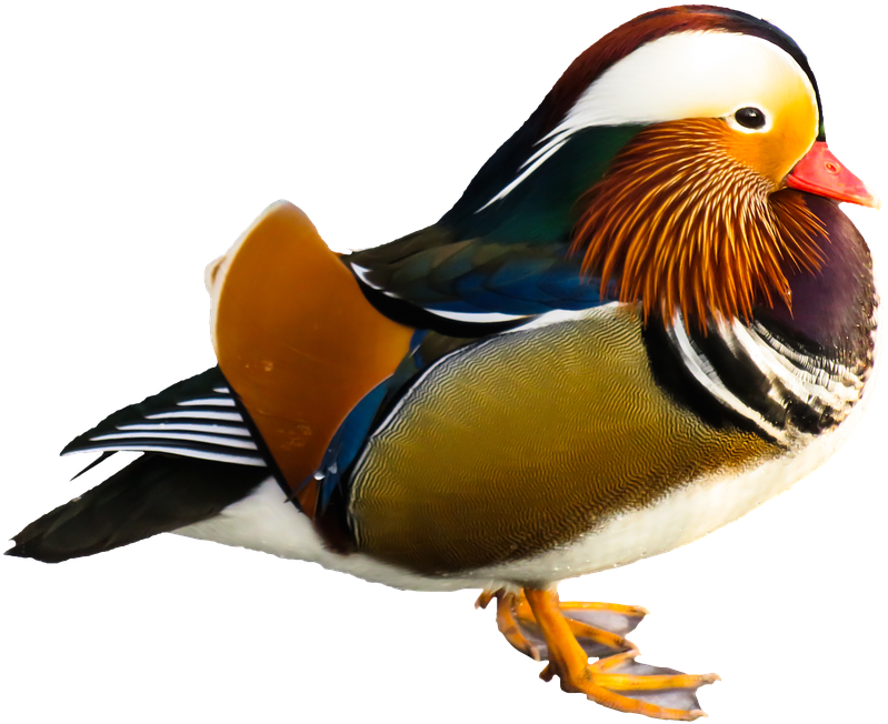 Most Beautiful Birds In The World - Mandarin Duck Png (913x720)