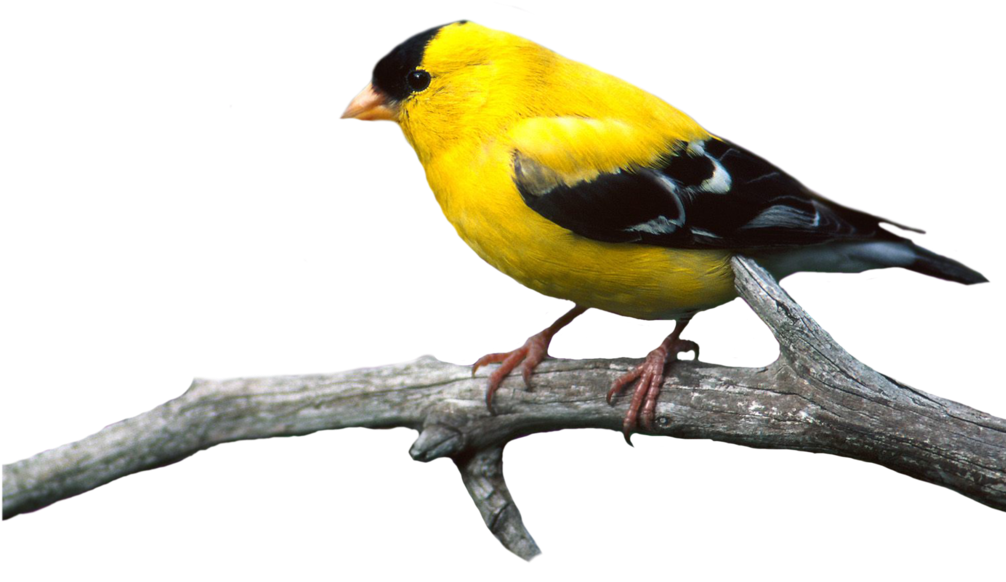 Bird Png 22 By Moonglowlilly Bird Png 22 By Moonglowlilly - Real Bird Png (1024x819)