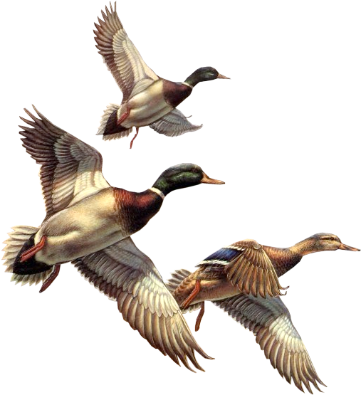 Birds,wild Animals,birds,living World - Wild Duck Clip Art (507x555)