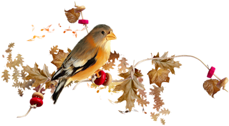 Bird - Merci Avec Des Oiseaux (500x315)