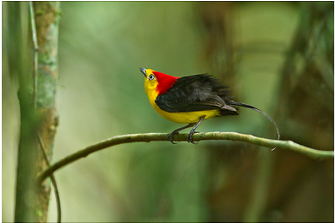 The Wire-tailed Manakin, On His Display Perch, Courts - Red Capped Long Tailed Manakin Dance Gif (350x350)