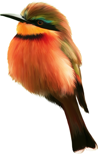 Collage - Bird (319x500)