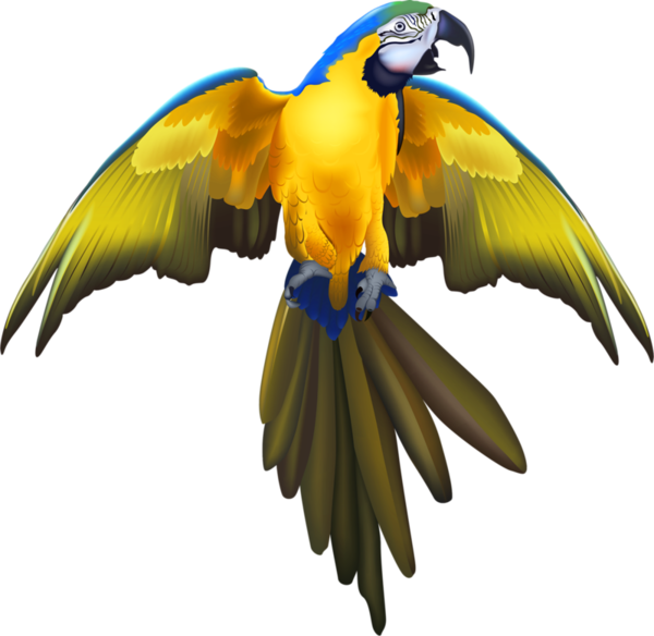 Beautiful Birds - Pirate Parrot Golf Balls (600x584)
