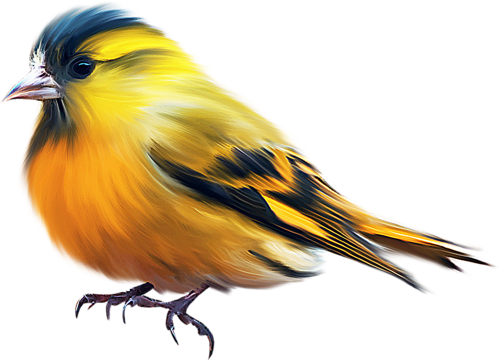 Bird - Птицы На Прозрачном Фоне (500x361)
