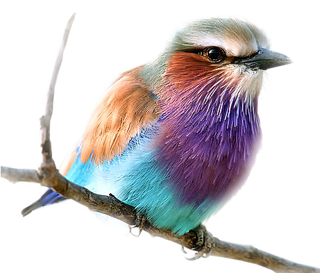 Beautiful Lilac Breasted Roller Should Try To Color - Lilac Breasted Roller Bird (460x412)