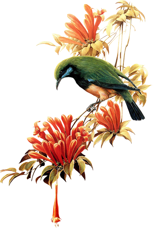 Tubes Oiseaux "beautiful Bird" - Little Birds Flying Png (540x800)