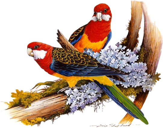 Animal - Birds On The Tree (600x441)