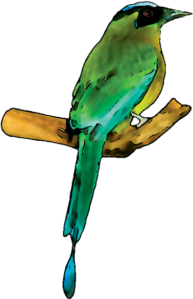 Bird - Parakeet (407x631)