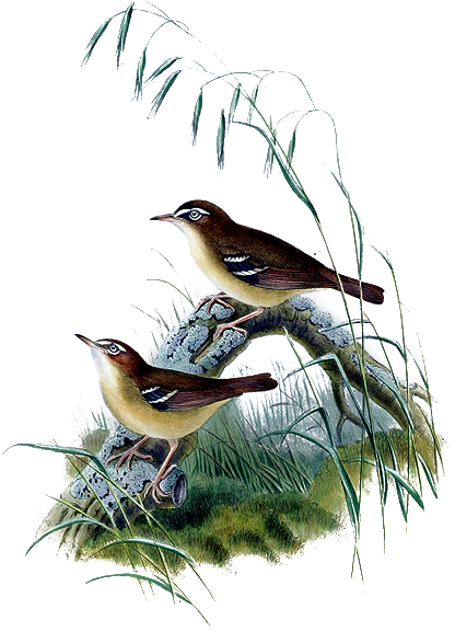 Bird Theme, The Birds, Psp, Beautiful Birds, Pictures, - .net (416x577)