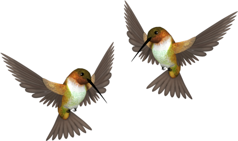 Funny Card With Bird Own Hands - Bird (800x495)