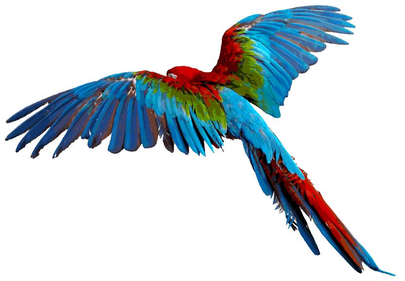 Macaw Download Png - Parrot Transparent Background (831x577)