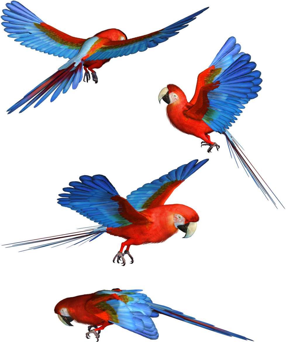 Macaw Png Hd - Flying Parrot Png (1024x1252)